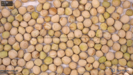 column seed