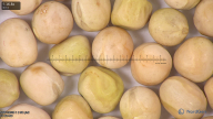 column seed