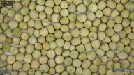 seed