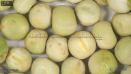 column seed