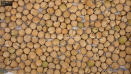 seed