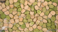 column seed