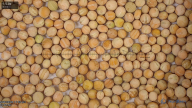 column Seed