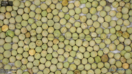 seed