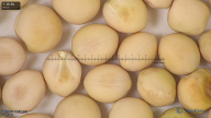 column seed
