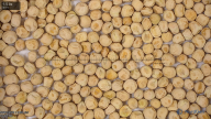seed