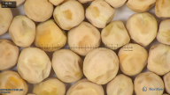 column seed