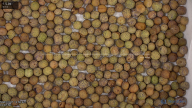 seed