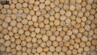 seed