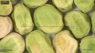 column seed