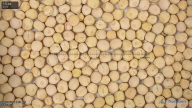seed