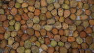 seed
