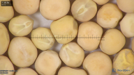 column seed