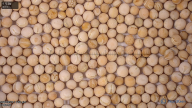 seed