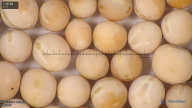 column seed