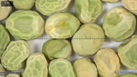 column seed