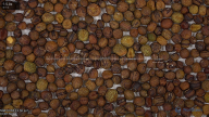 seed