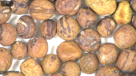 column seed