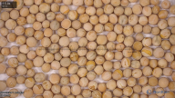 column seed