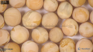 column seed