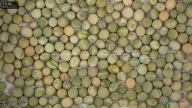 seed