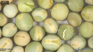 column seed