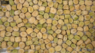 seed