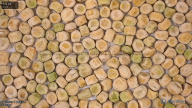seed