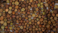 seed