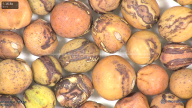 column seed