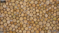 seed