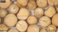 column seed