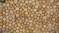 column seed