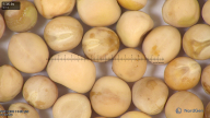 column seed