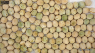 seed