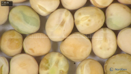 column seed