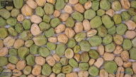 seed