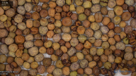 seed