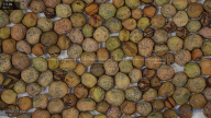 seed