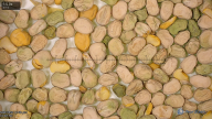 column seed