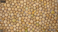column seed