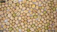 seed