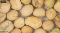 column seed