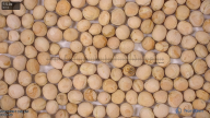 seed
