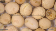 column seed