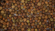seed