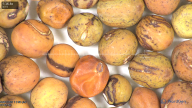 column seed
