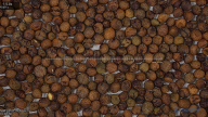 column Seed