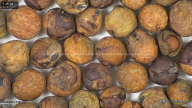 column seed