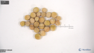 seed